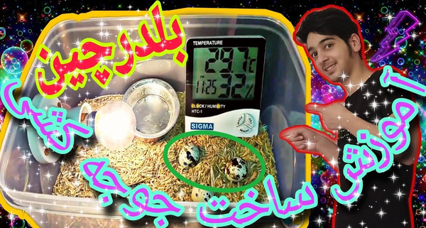 عکس کاردستی بچه بلدرچین