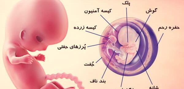 عکس بچه تو شکم مادر یک ماهه