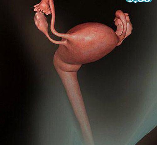 عکس بچه تو شکم مامانش