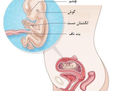 عکس بچه تو شکم مامانشه