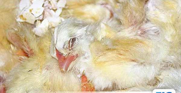 عکس بچه گنجشک مرده