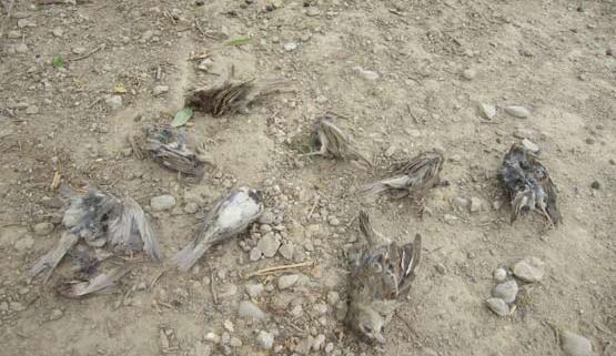 عکس بچه گنجشک مرده