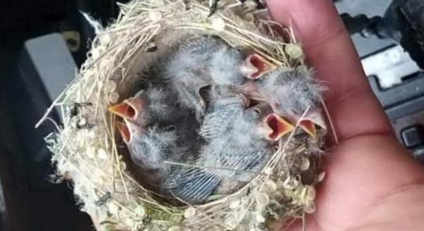 عکس بچه گنجشک مرده