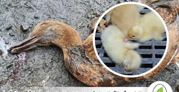 عکس بچه گنجشک مرده