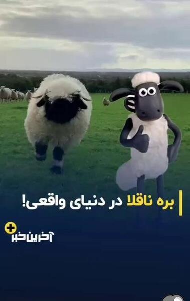 عکس کارتون بره های ناقلا