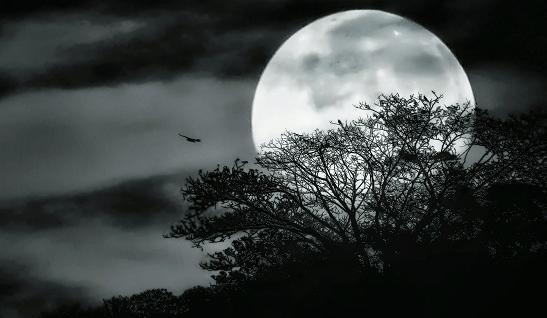 عکس پروفایل سیاه و ماه