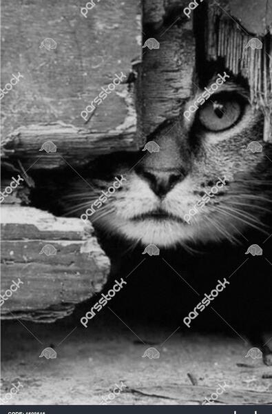عکس پروفایل گربه سیاه سفید