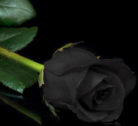عکس رز سیاه برای پروفایل