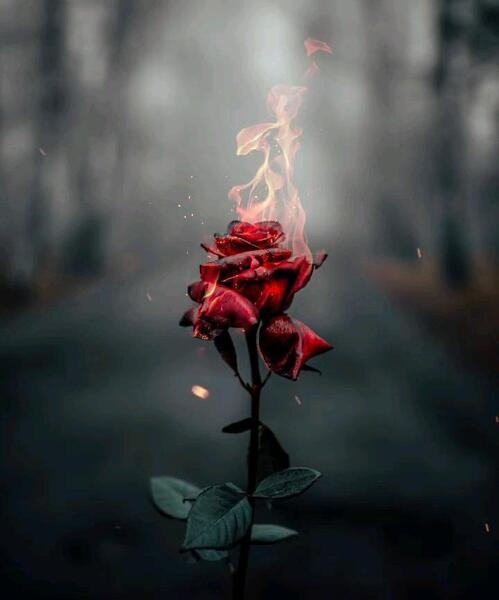 عکس رز سیاه برای پروفایل