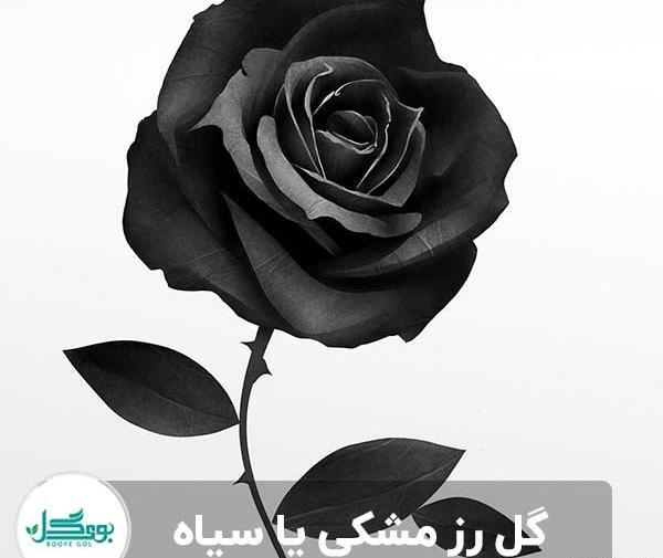 عکس رز سیاه برای پروفایل