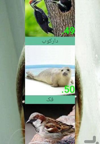 عکس دارکوب بچه گانه