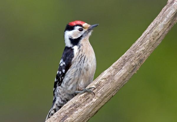 دارکوب عکس