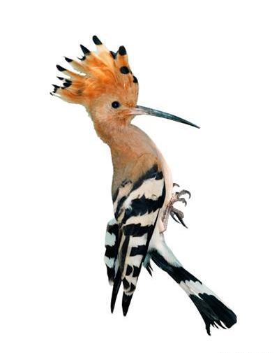 دارکوب عکس