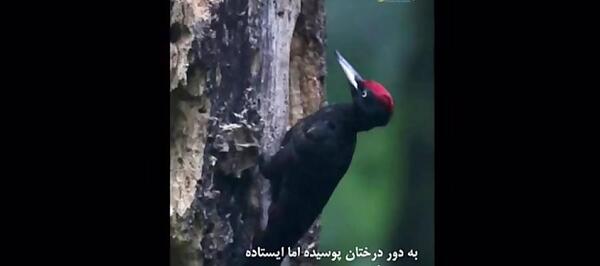 عکس دارکوب ایرانی