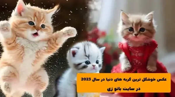 عکس گربه های کیوت و بامزه