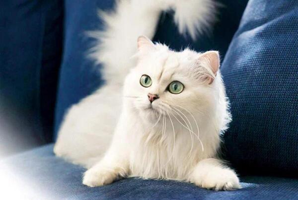 عکس گربه های کیوت واقعی