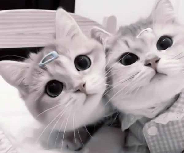 عکس های کیوت گربه و سگ