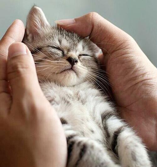 عکس های کیوت بچه گربه