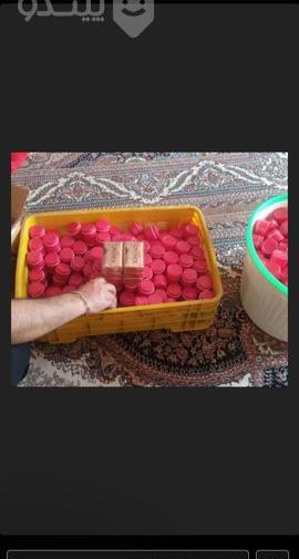 عکس کرم وی ای پی