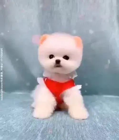 عکس سگ ویسگون
