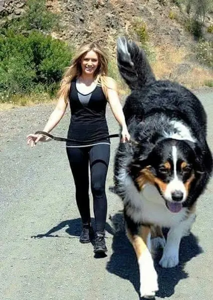 عکس سگ ویسگون