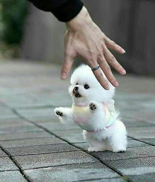 عکس سگ ویسگون