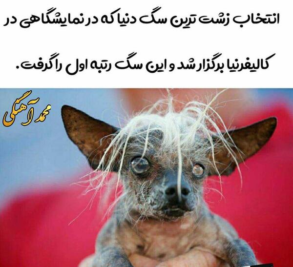 عکس سگ ویسگون