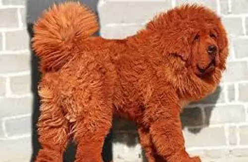 عکس سگ ویسگون