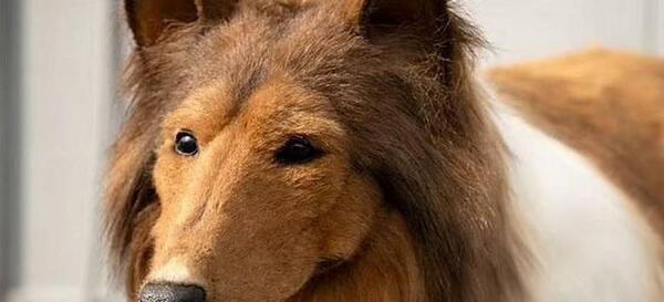 عکس سگ وی بی تی اس