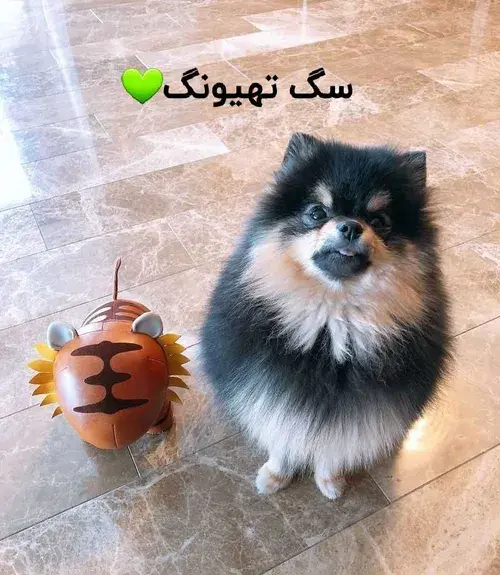 عکس سگ وی بی تی اس
