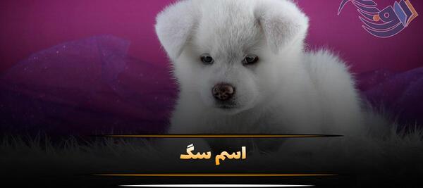 عکس سگ وی بی تی اس