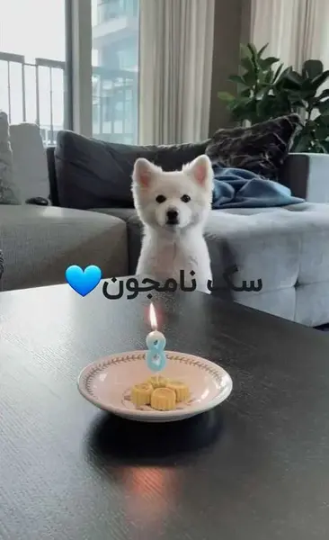 عکس سگ وی بی تی اس