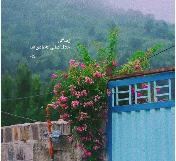 عکس شیک ویسگون