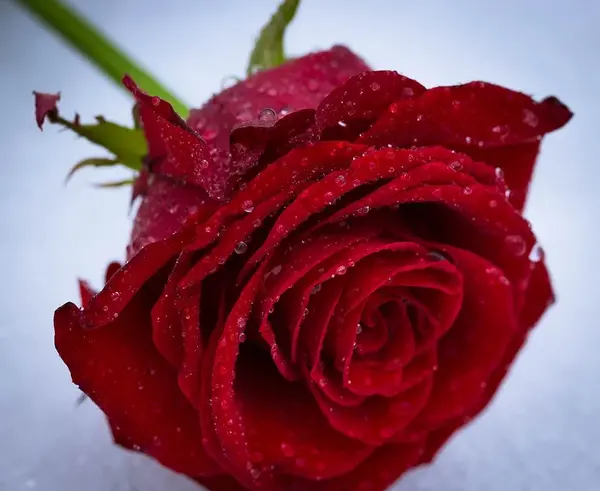 عکس گل برای پیامک