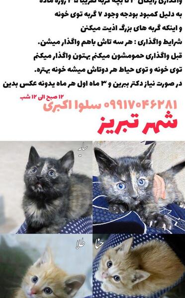 شهرقدس عکس پیام گربه قلعه حسن خان