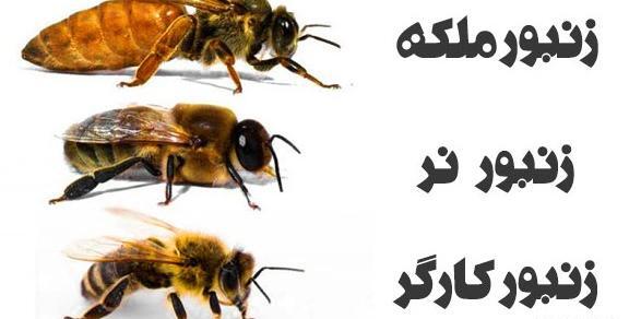 عکس ملکه زنبورهای گاوی