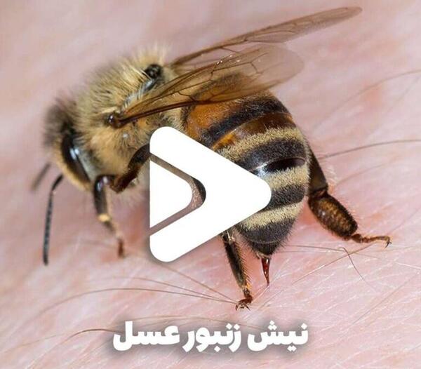 نیش عکس ملکه زنبورهای قرمز