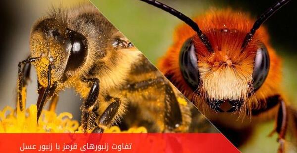 نیش عکس ملکه زنبورهای قرمز