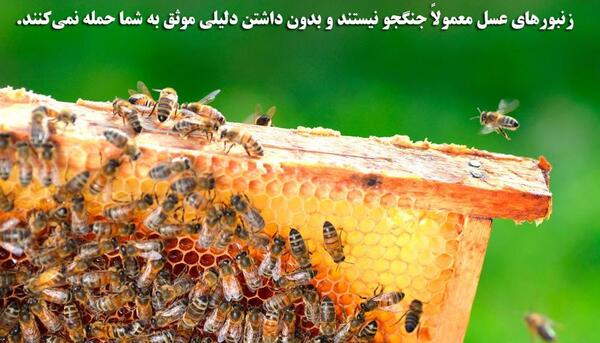نیش عکس ملکه زنبورهای قرمز