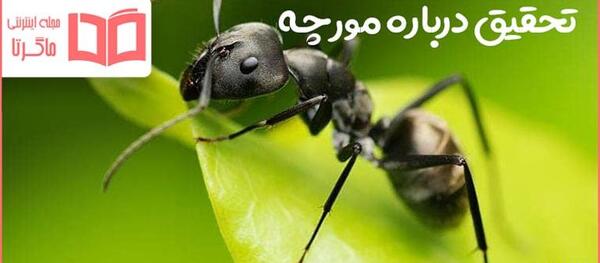 عکس ملکه مورچه ها واقعی