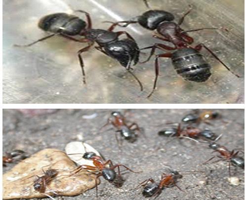 عکس ملکه مورچه های قرمز