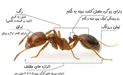 عکس ملکه مورچه های قرمز