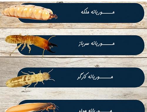عکس ملکه های مورچه