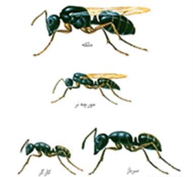 عکس از ملکه مورچه ها