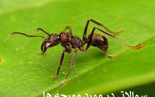 عکس ملکه های مورچه ها