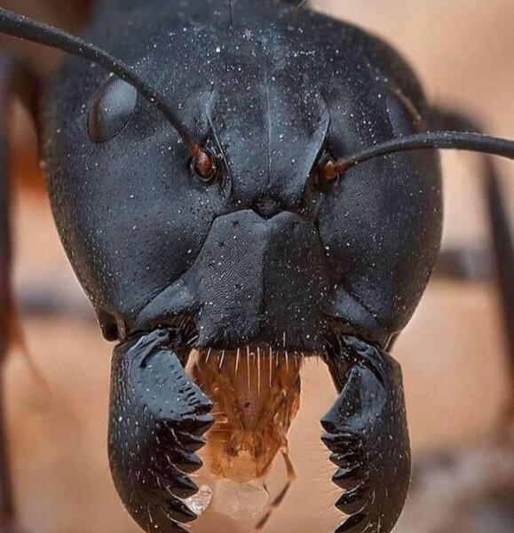 عکس ملکه های مورچه ها