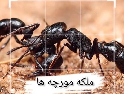 عکس ملکه های مورچه ها