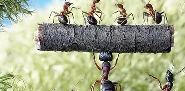 عکس بزرگترین ملکه مورچه ها