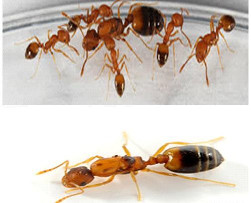 عکس واقعی ملکه ی مورچه ها