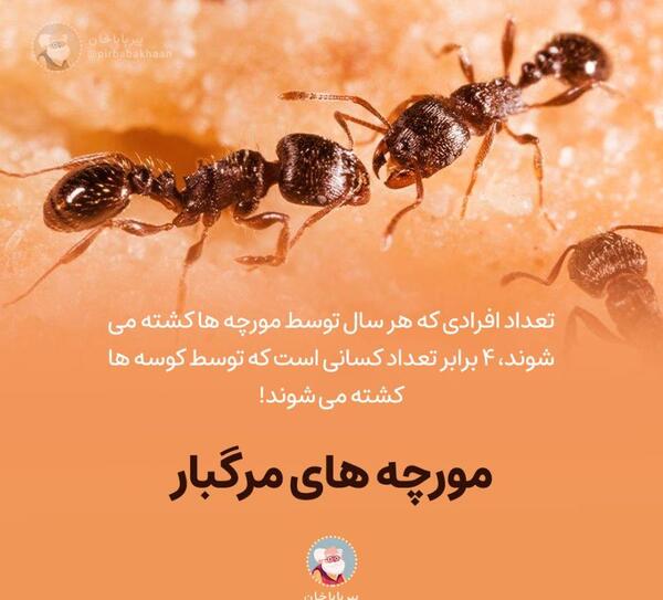 عکس واقعی ملکه ی مورچه ها